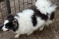 Perta, a female Pomsky for sale in Pryor, OK – Photo 3 of 3