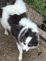 Perta, a female Pomsky for sale in Pryor, OK – Photo 2 of 3