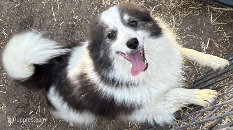 Perta, a female Pomsky for sale in Pryor, OK – Photo 1 of 3