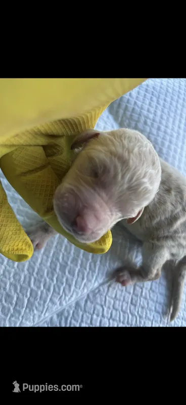 Glory – Goldendoodle puppy for sale in Salisbury, MD