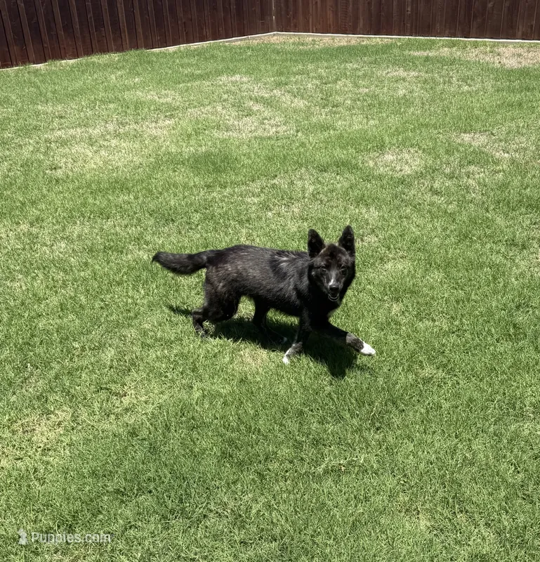 Cannon  – Australian Cattle Dog, Siberian Husky puppy for sale in Clovis, NM