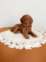 Goldendoodles, a female Miniature Goldendoodle for sale in Billings, MT – Photo 1 of 3