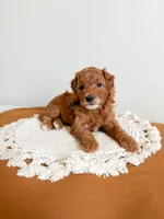 Goldendoodles, a female Miniature Goldendoodle for sale in Billings, MT – Photo 3 of 3