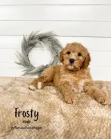 Spring Litter, a  Goldendoodle for sale in Billings, MT – Photo 1 of 8