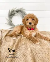 Spring Litter, a  Goldendoodle for sale in Billings, MT – Photo 8 of 8