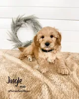 Spring Litter, a  Goldendoodle for sale in Billings, MT – Photo 5 of 8
