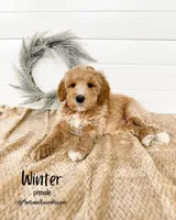 Spring Litter, a  Goldendoodle for sale in Billings, MT – Photo 4 of 8
