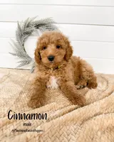 Spring Litter, a  Goldendoodle for sale in Billings, MT – Photo 2 of 8