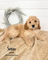 Spring Litter, a  Goldendoodle for sale in Billings, MT – Photo 7 of 8
