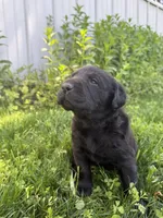 Pedro, a male Labrador Retriever for sale in Grabill, IN – 7 of 7
