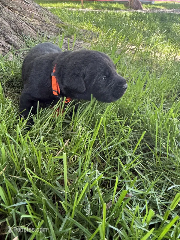 Tank – Labrador Retriever puppy for sale in Grabill, IN