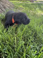 Tank, a male Labrador Retriever for sale in Grabill, IN – 1 of 4