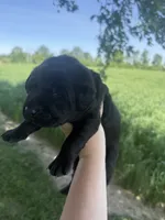 Pedro, a male Labrador Retriever for sale in Grabill, IN – 3 of 4