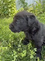 Pedro, a male Labrador Retriever for sale in Grabill, IN – 1 of 7