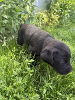 Goose, a male Labrador Retriever for sale in Grabill, IN – 3 of 6