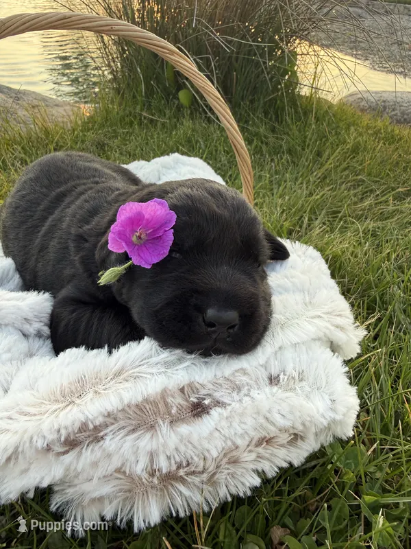 Nova – Labrador Retriever puppy for sale in Grabill, IN