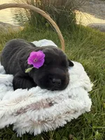 Nova, a female Labrador Retriever for sale in Grabill, IN – 1 of 4