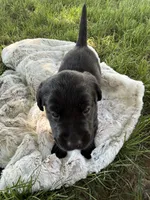 Bailey , a female Labrador Retriever for sale in Grabill, IN – 3 of 5
