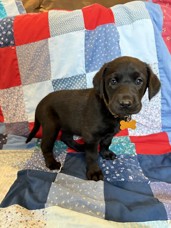 Lady – Labrador Retriever puppy for sale in Grabill, IN