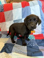 Lady, a female Labrador Retriever for sale in Grabill, IN – 1 of 5