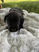 Lady, a female Labrador Retriever for sale in Grabill, IN – 2 of 6