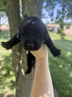 River, a male Labrador Retriever for sale in Grabill, IN – 4 of 4