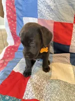Lady, a female Labrador Retriever for sale in Grabill, IN – 3 of 5