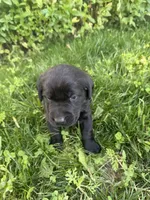 Hunter, a male Labrador Retriever for sale in Grabill, IN – 4 of 5