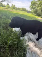 Bailey , a female Labrador Retriever for sale in Grabill, IN – 5 of 5