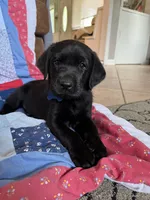 Hunter, a male Labrador Retriever for sale in Grabill, IN – 3 of 3