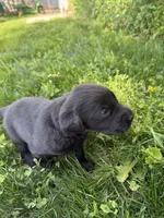 Tank, a male Labrador Retriever for sale in Grabill, IN – 4 of 6