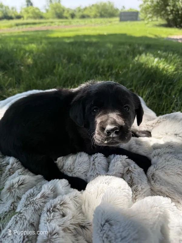 Nova – Labrador Retriever puppy for sale in Grabill, IN