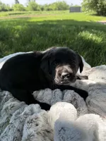 Nova, a female Labrador Retriever for sale in Grabill, IN – 1 of 6