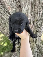 Tank, a male Labrador Retriever for sale in Grabill, IN – 2 of 4