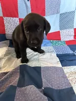 Bailey , a female Labrador Retriever for sale in Grabill, IN – 3 of 4