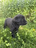 Hunter, a male Labrador Retriever for sale in Grabill, IN – 3 of 5