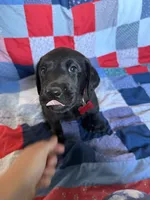 Pedro, a male Labrador Retriever for sale in Grabill, IN – 4 of 4