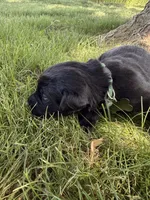 Goose, a male Labrador Retriever for sale in Grabill, IN – 4 of 4