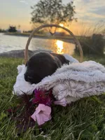 Bailey , a female Labrador Retriever for sale in Grabill, IN – 4 of 4