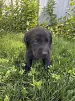 Pedro, a male Labrador Retriever for sale in Grabill, IN – 4 of 7