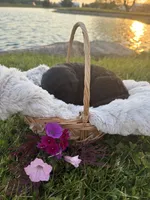 Bailey , a female Labrador Retriever for sale in Grabill, IN – 3 of 4