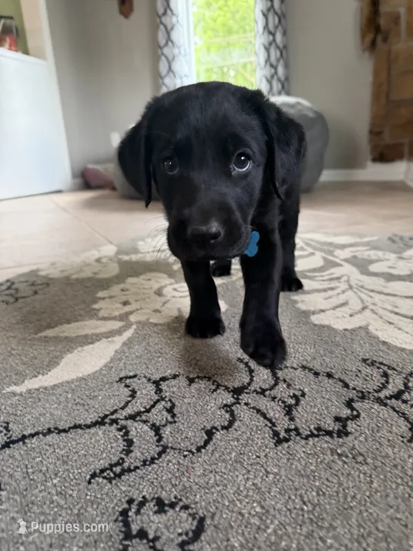 River – Labrador Retriever puppy for sale in Grabill, IN