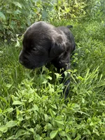 Goose, a male Labrador Retriever for sale in Grabill, IN – 5 of 6