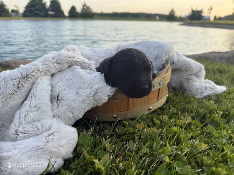 Lady – Labrador Retriever puppy for sale in Grabill, IN