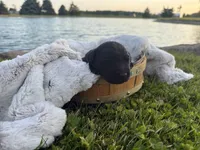 Lady, a female Labrador Retriever for sale in Grabill, IN – 1 of 4