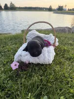 Lady, a female Labrador Retriever for sale in Grabill, IN – 2 of 4