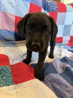 Nova, a female Labrador Retriever for sale in Grabill, IN – 3 of 4