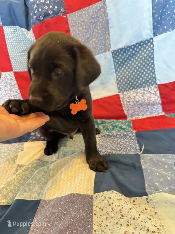 Tank – Labrador Retriever puppy for sale in Grabill, IN