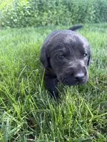 River , a male Labrador Retriever for sale in Grabill, IN – 1 of 5
