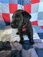 Pedro, a male Labrador Retriever for sale in Grabill, IN – 3 of 4